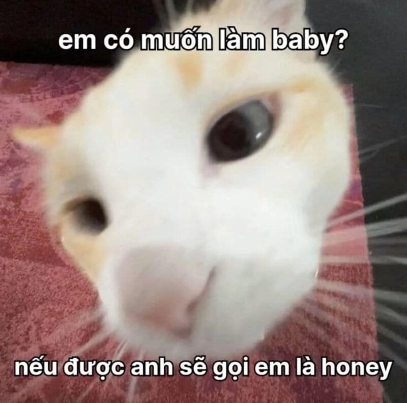 ảnh chế bí kíp tán gái